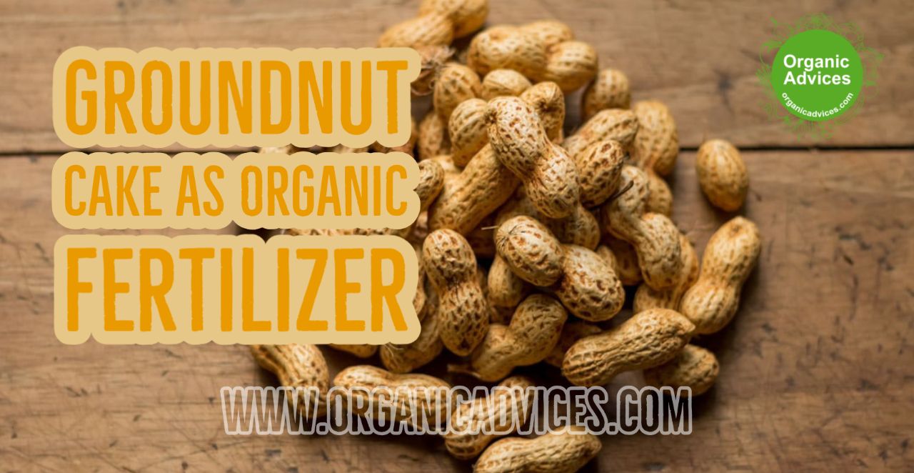 Groundnut Cake As Organic Fertilizer
