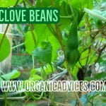 Growing Clove Beans