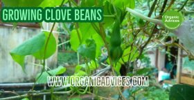 Growing Clove Beans
