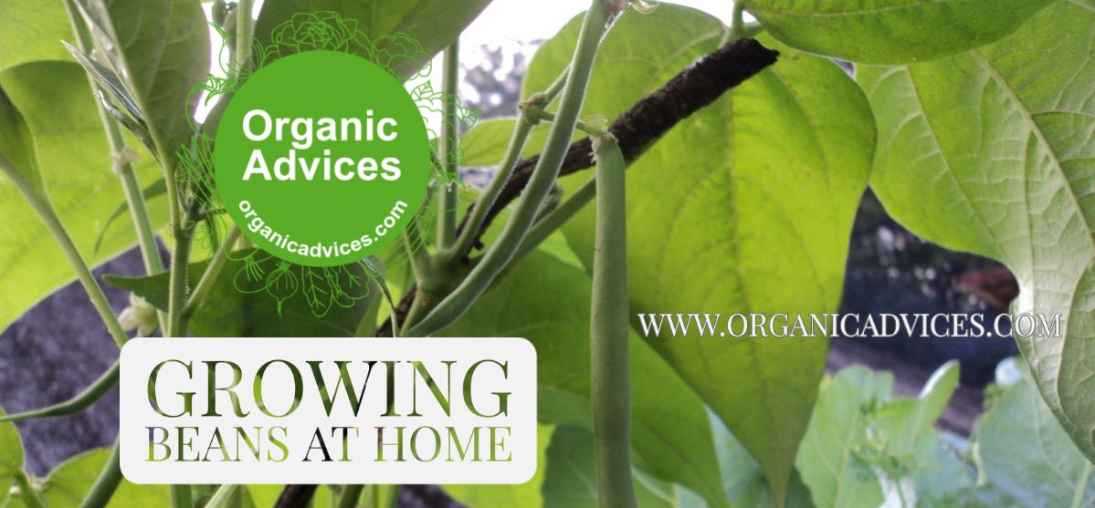 Growing Green Beans at Home Terrace Garden