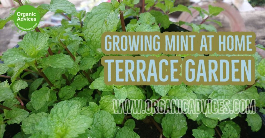 Growing Puthina at Terrace Growing Puthina at Terrace