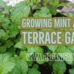 Growing Puthina at Terrace