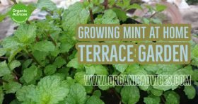 Growing Puthina at Terrace