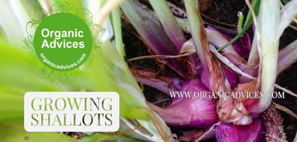 Growing Shallots in Home Vegetable Garden Growing Shallots in Home Vegetable Garden