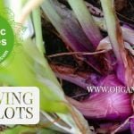Growing Shallots in Home Vegetable Garden