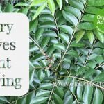 Kariveppu Growing Easy Tips