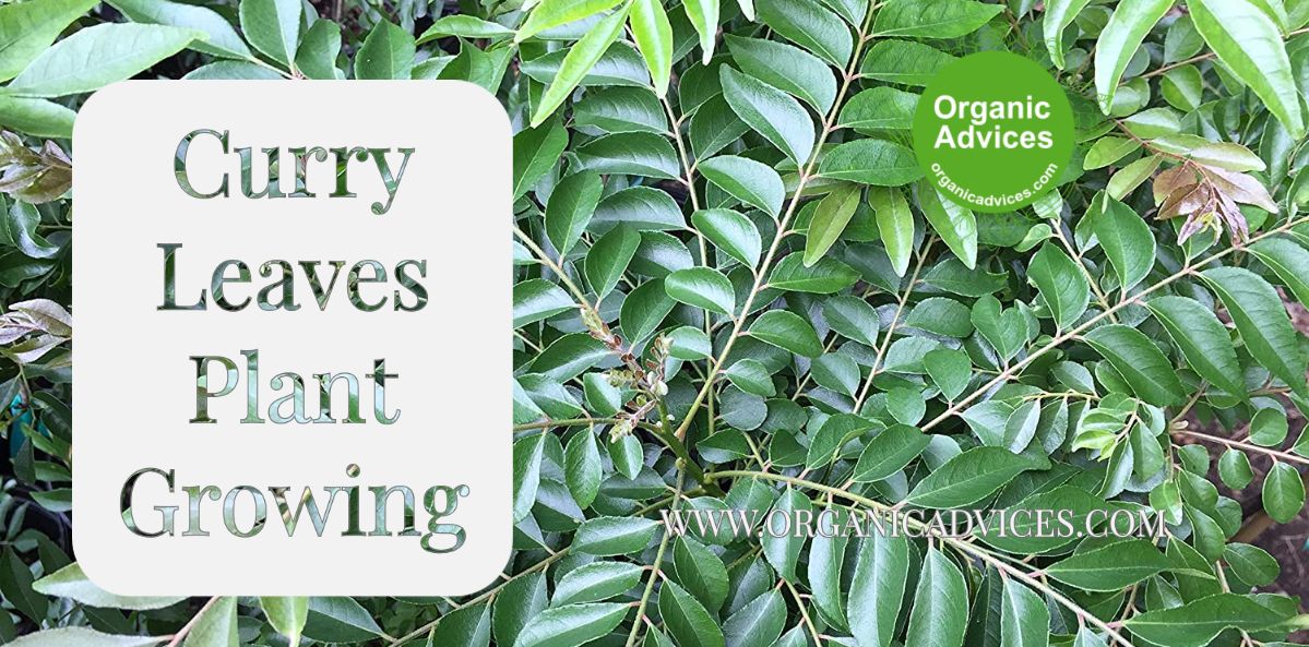 Kariveppu Growing Easy Tips