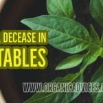 Leaf Curl Decease In Vegetables Plants