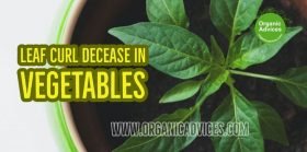 Leaf Curl Decease In Vegetables Plants