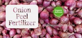 Low Cost Home Made Fertilizers from Onion Peel