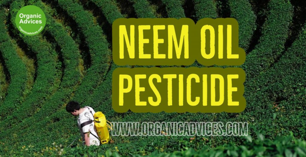 Neem Oil Pesticide Usage Neem Oil Pesticide Usage