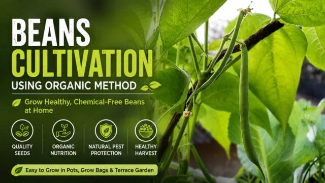 Organic Bean Cultivation - Complete Guide to Growing Beans Naturally at Home