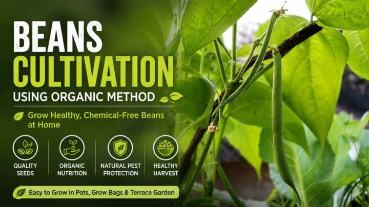 Organic Bean Cultivation - Complete Guide to Growing Beans Naturally at Home Organic Bean Cultivation - Complete Guide to Growing Beans Naturally at Home