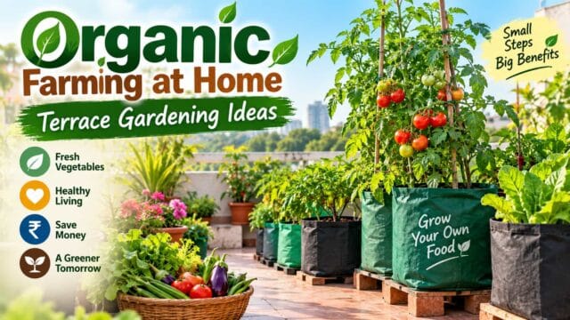 Organic Farming at Home Terrace Gardening Organic Farming at Home Terrace Gardening