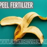 Organic Fertilizer from Banana Peel
