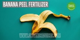 Organic Fertilizer from Banana Peel