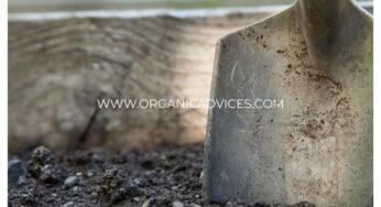 Filling Grow Bags For Organic Farming – Step By Step Methods