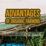 Rooftop Gardening Ideas