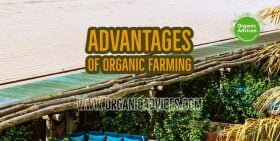 Advantages Of Organic Farming Advantages Of Organic Farming