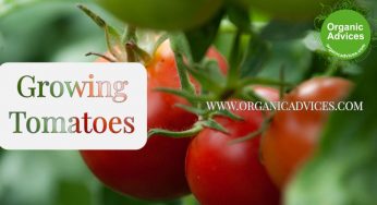 Growing Tomatoes in Containers/Home Terrace Garden Using Zero Pesticides