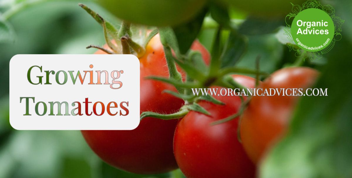 Simple tips for planting thakkali