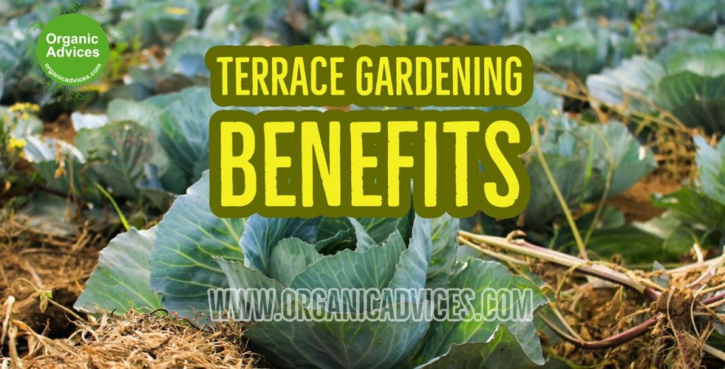 Terrace Gardening Advantages Terrace Gardening Advantages