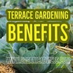 Terrace Gardening Advantages