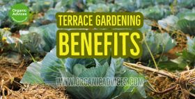 Terrace Gardening Advantages Terrace Gardening Advantages