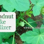 peanut cake fertilizer for terrace garden