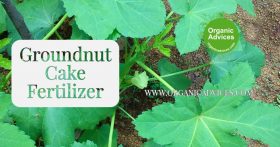 peanut cake fertilizer for terrace garden