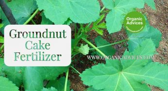 Ground Nut Cake Using as Organic Fertilizer – An Effective Plant Growing Promoter