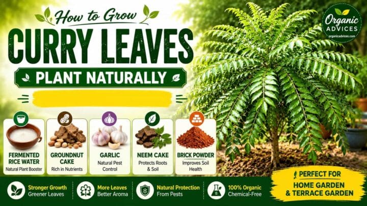 How to Grow a Healthy Curry Leaves Plant Using Fermented Rice Water and Groundnut Cake How to Grow a Healthy Curry Leaves Plant Using Fermented Rice Water and Groundnut Cake