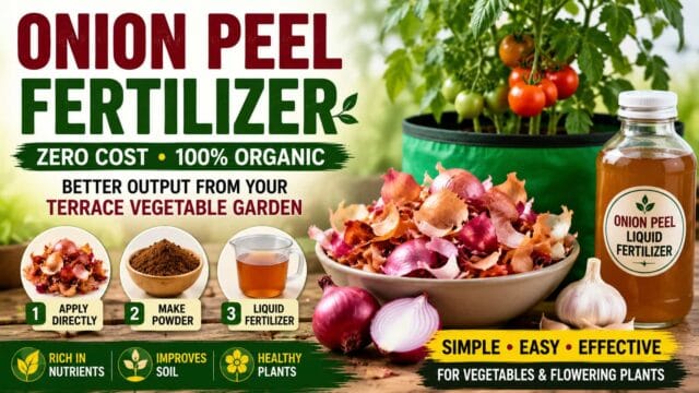 Onion Peel Fertilizer for Home Gardens – Easy Homemade Plant Food Onion Peel Fertilizer for Home Gardens – Easy Homemade Plant Food