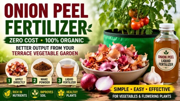 Onion Peel Fertilizer for Home Gardens – Easy Homemade Plant Food Onion Peel Fertilizer for Home Gardens – Easy Homemade Plant Food