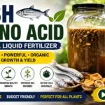 Fish Amino Acid (FAA) – How to Prepare and Use This Organic Liquid Fertilizer (Video)