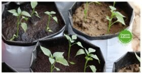 Discover the benefits of grow bags