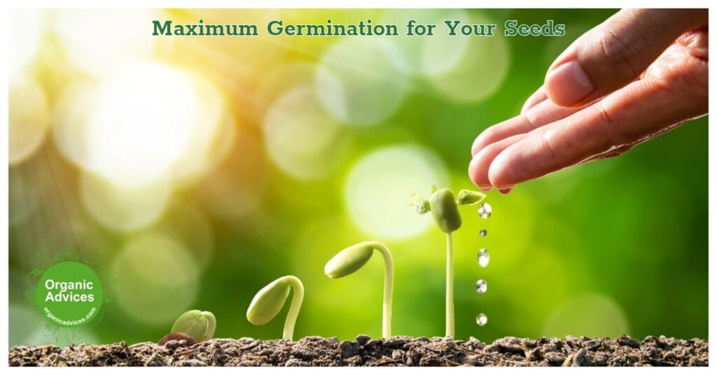 Maximum Germination for Your Seeds