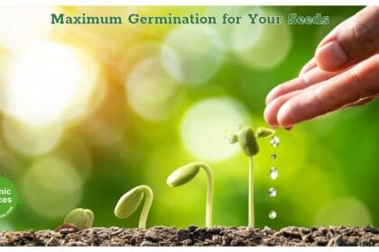 Maximum Germination for Your Seeds
