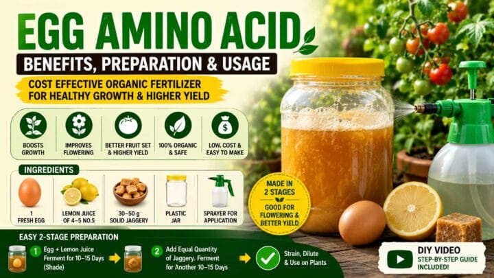 Egg Amino Acid (EAA) Fertilizer – Benefits, Preparation Method and Usage Guide Egg Amino Acid (EAA) Fertilizer – Benefits, Preparation Method and Usage Guide
