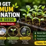 How to Maximize Seed Germination – Proven Tips for Healthy Vegetable Seedlings