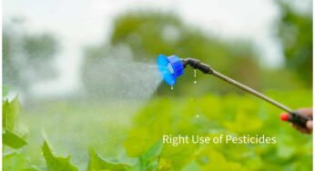 Right Use of Pesticides for getting High result , These Tips May Protect your Plants from Insects