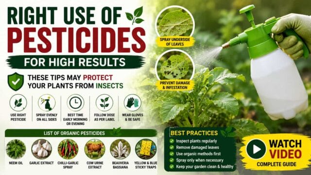 Proper Use of Pesticides in Vegetable Gardens – Best Practices for Effective Pest Control