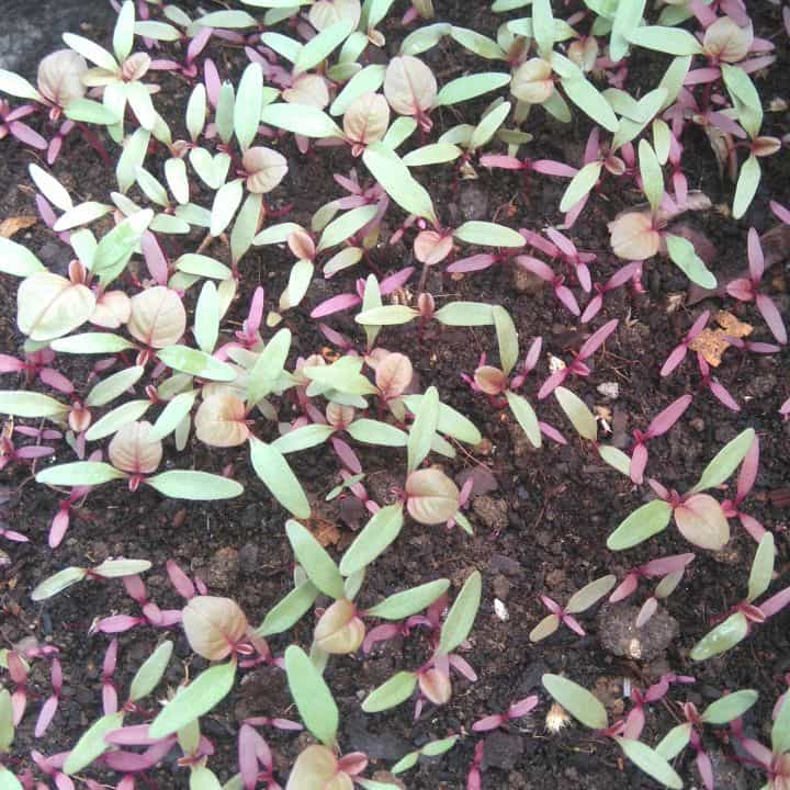 Seedlings of Cheera