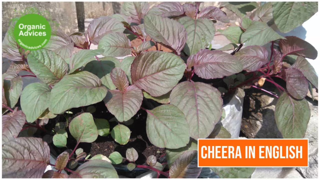 What is The English Name Of Cheera ?
