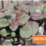 What is The English Name Of Cheera ?