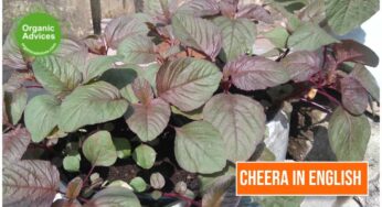 Cheera in English – Spinach aka Amaranthus Cultivation, Varieties , Nutrition Facts, Glycemic Index (GI)
