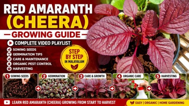 🌿Cheera (Red Amaranth) Growing Videos in Malayalam – Complete Organic Farming Playlist