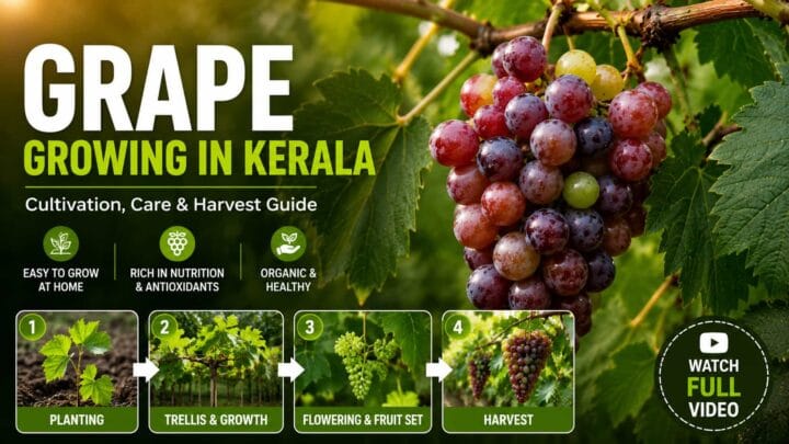 Learn how to grow grapes successfully in Kerala with this complete cultivation guide. Discover planting methods, trellis preparation, pruning, fertilization, harvesting tips, and watch the step-by-step video guide. Learn how to grow grapes successfully in Kerala with this complete cultivation guide. Discover planting methods, trellis preparation, pruning, fertilization, harvesting tips, and watch the step-by-step video guide.