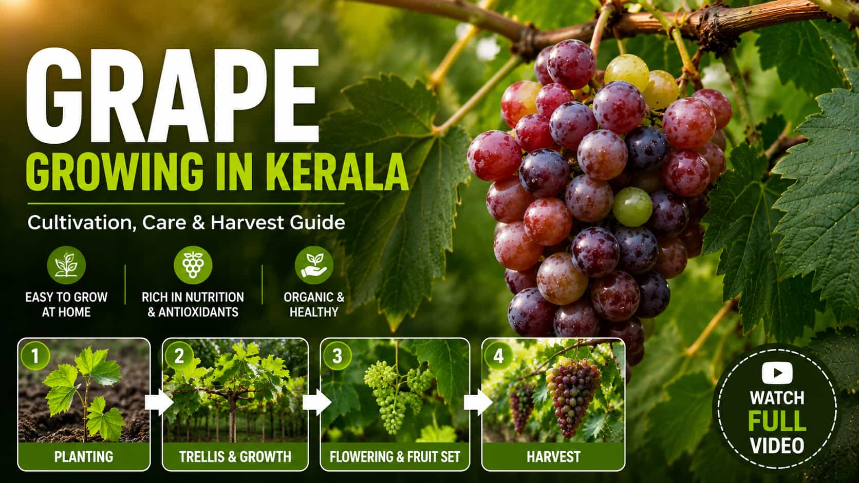 Learn how to grow grapes successfully in Kerala with this complete cultivation guide. Discover planting methods, trellis preparation, pruning, fertilization, harvesting tips, and watch the step-by-step video guide.