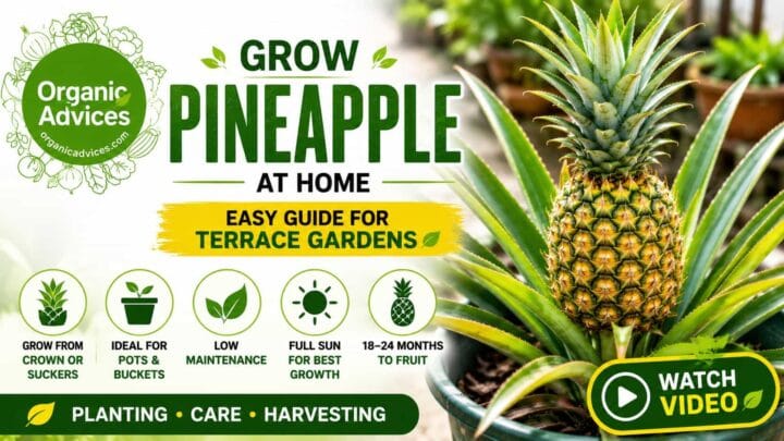 Pineapple Growing Guide – How to Grow Pineapple in Terrace Gardens (Video) Pineapple Growing Guide – How to Grow Pineapple in Terrace Gardens (Video)